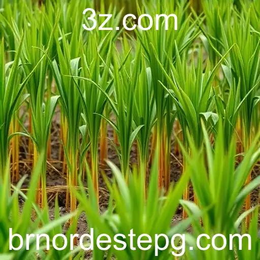 Inovação nos Jogos Online do Nordeste